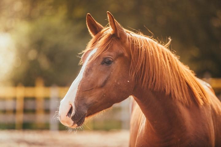 Paard, Paardensport